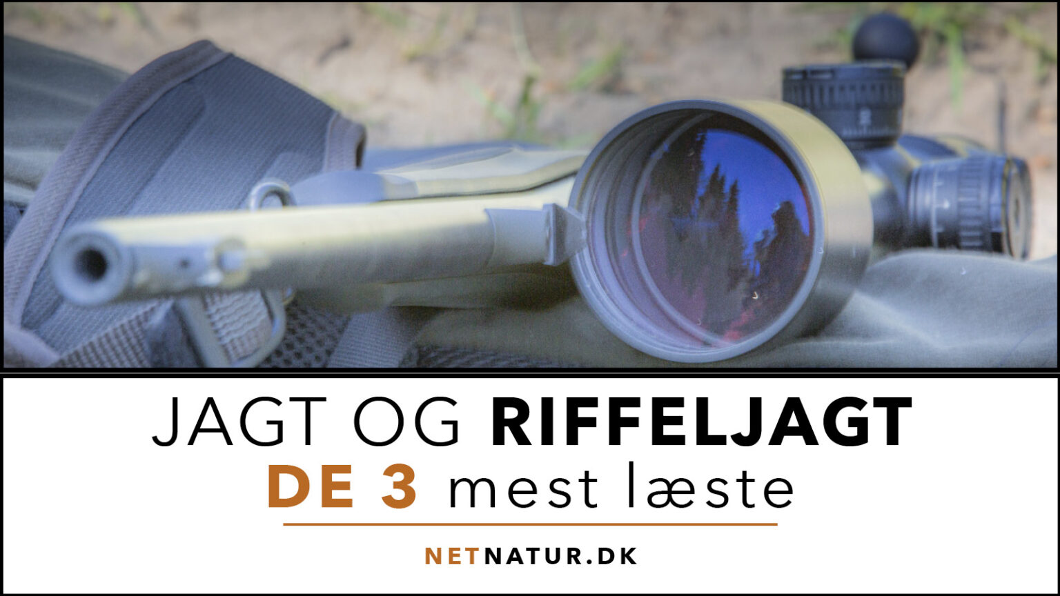 Riffeljagt – de 3 mest læste Riffeljagt og netnatur