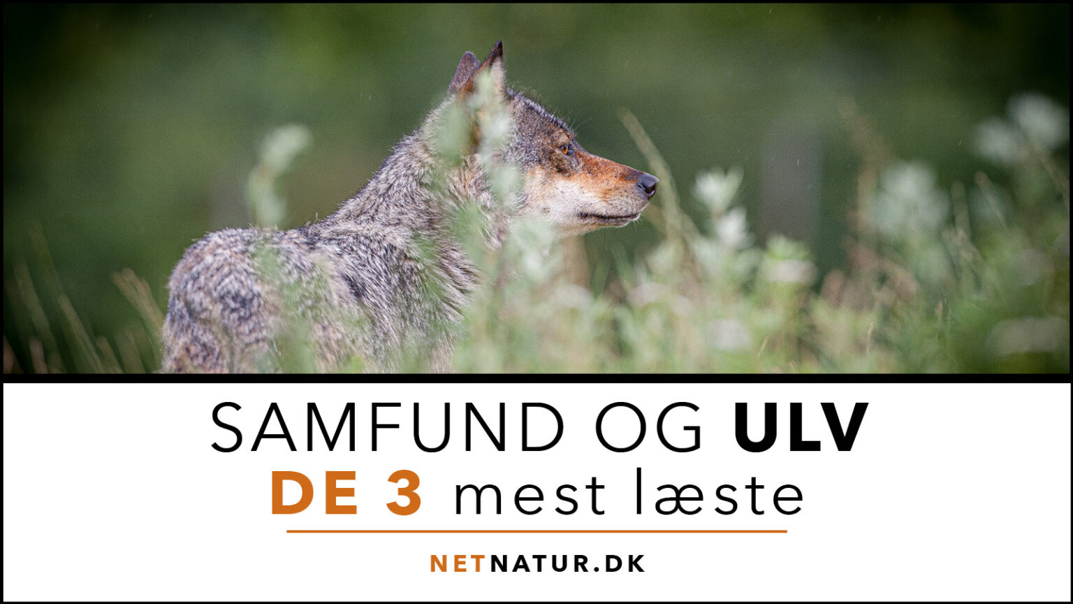 Ulv: De 3 mest læste artikler Ulv og samfund
