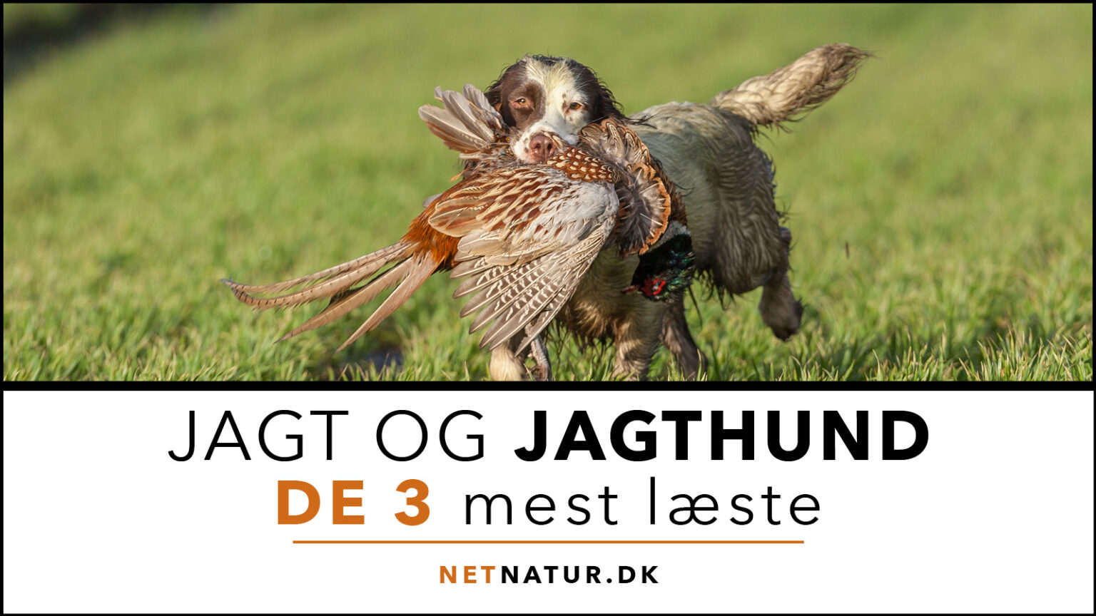 Hund: De 3 mest læste Hund og Netnatur