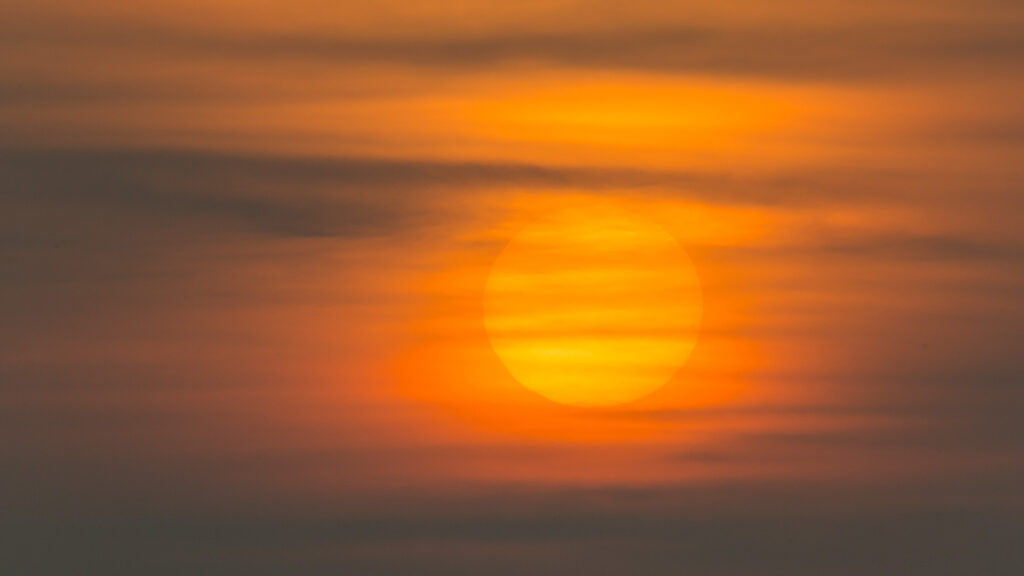 Fugleart skal bære navn efter Niels Krabbe