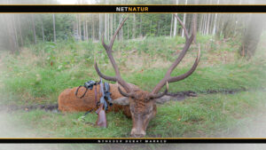 7 mm Remington Magnum