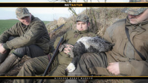 Bramgåsen – en art i stor fremgang Bramgås og jagt