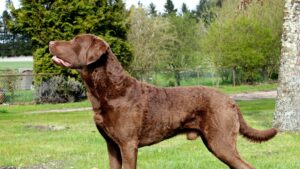 CHESAPEAKE BAY RETRIEVER CHESAPEAKE BAY RETRIEVER