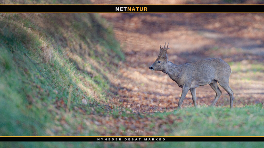 Formandsvalg i DJ sat på pause Formandsvalg