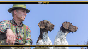 Gammel dansk hønsehund Gammel dansk hønsehund