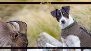 Jack Russell Terrier Jack Russell Terrier