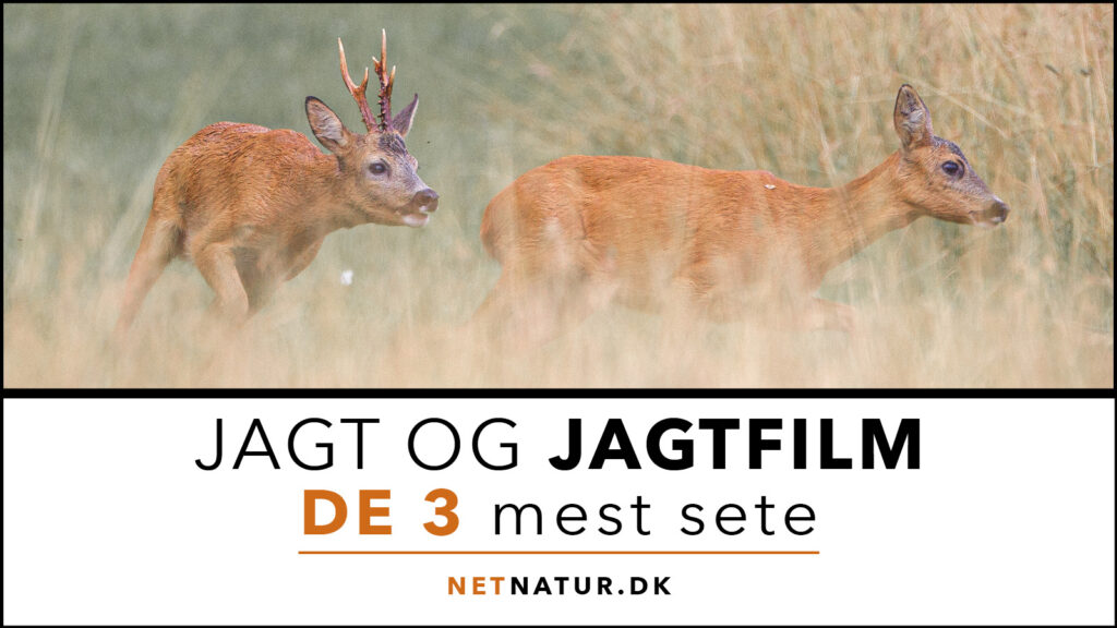 Jagtfilm
