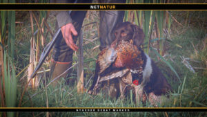 Kleiner Münsterländer Kleiner Münsterländer