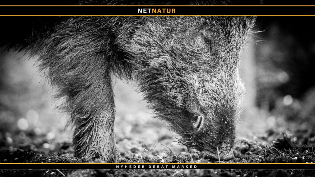 Landbrug og vildsvin