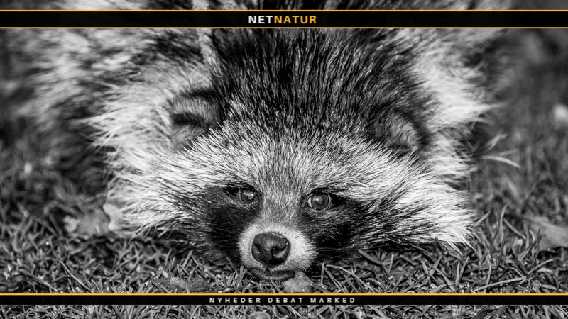 Rebet strammes om mårhund og vaskebjørn Mårhund og plan