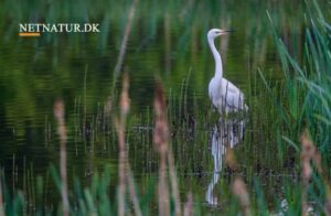 Sølvhejren – breder sig som dansk ynglefugl Sølvhejre
