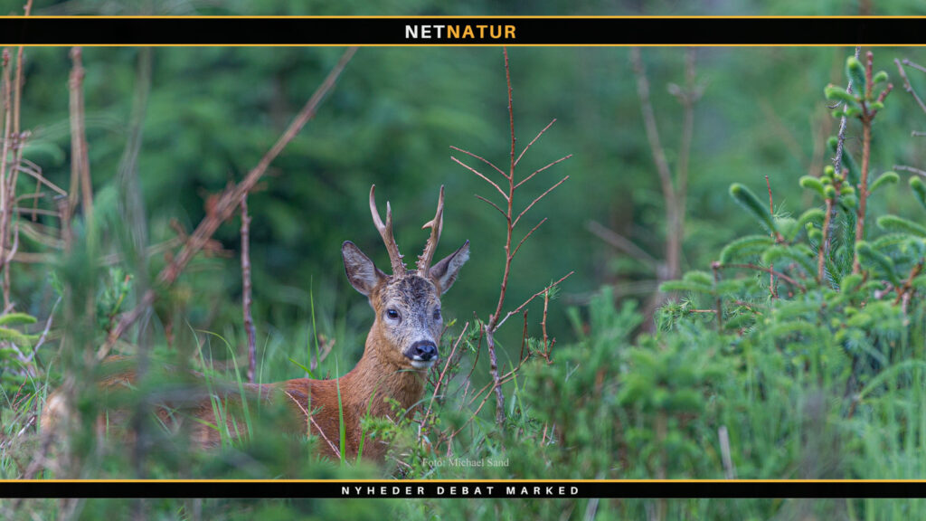 Sveriges Jägareförbund oplever massiv medlemsfremgang Svensk Jakt
