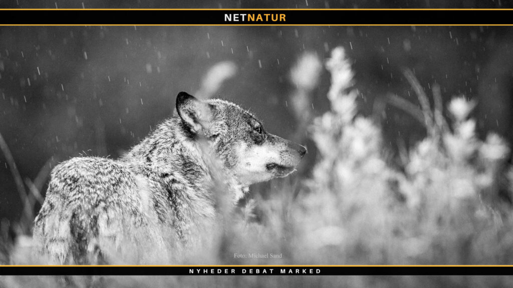 Så mange ulve er der i Danmark ulv og EU