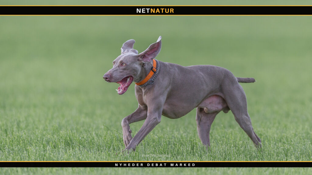 Weimaraner - den måske ældste stående jagthunderace