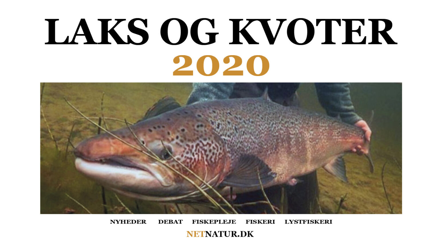 Laks: Kvoter for 2020 Laks og kvoter 2020