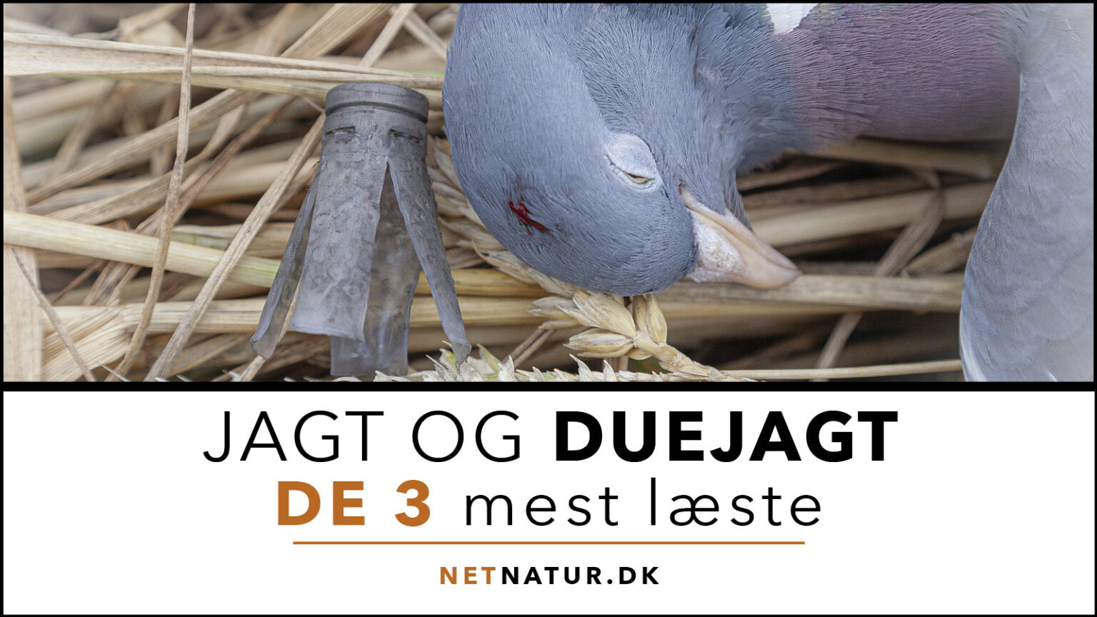 Duejagt – de 3 mest læste Duejagt og netnatur