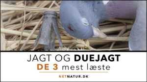 Duejagt og netnatur