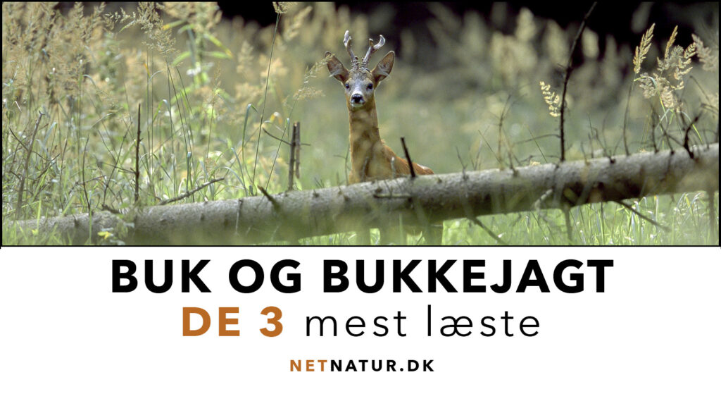 Bukkejagt: De 3 mest læste