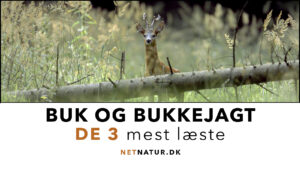Bukkejagt: De 3 mest læste Bukkejagt: De 3 mest læste