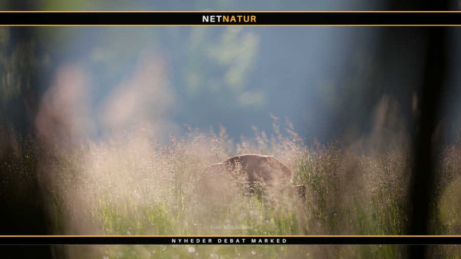 Måske lige før sandhedens øjeblik Buk ... eller rå