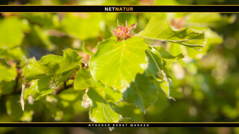 Pluk din egen forårssalat