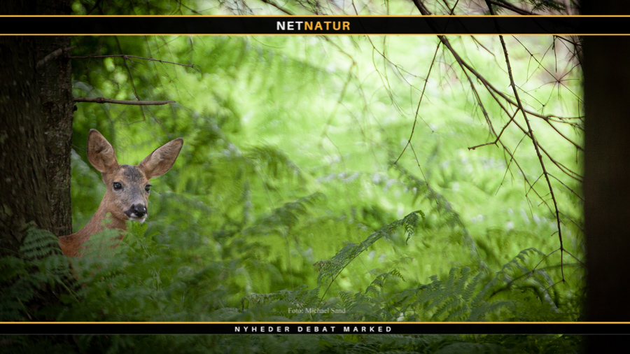 Ny fond: Forenet Kredit støtter skov i hele Danmark Flere danske skove i støbeskeen