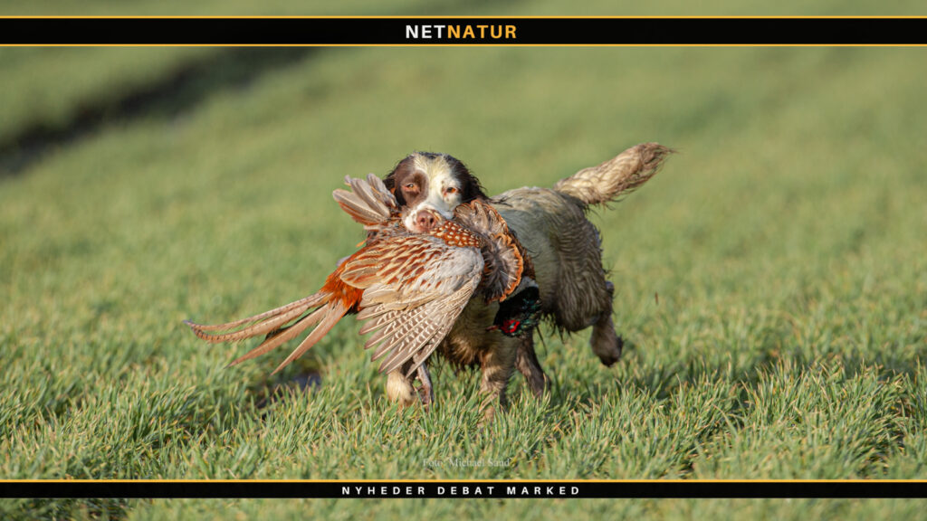 Engelsk springer spaniel Springer spaniel