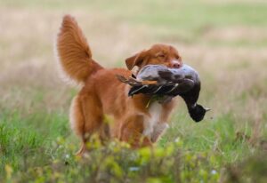 Nova scotia duck tolling retriever Nova scotia duck tolling retriever