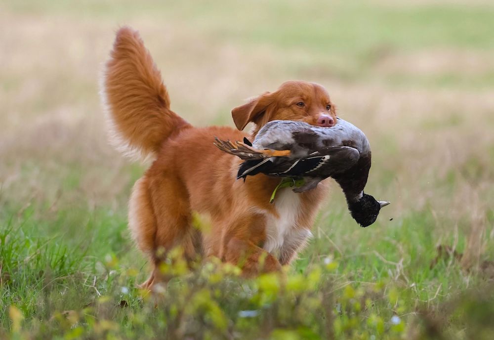 Nova scotia duck tolling retriever