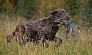 Flatcoated Retriever Flatcoated Retriever
