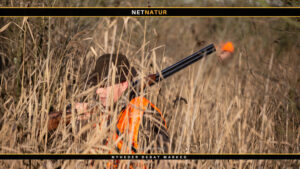 forsikring via jagttegnet