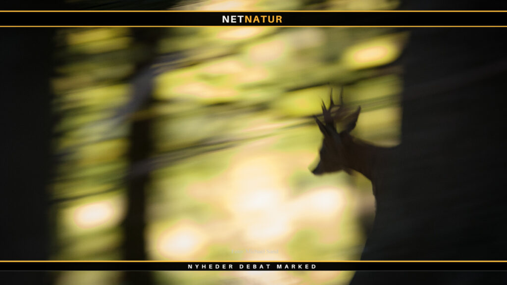 Jægerforbundet: Råvildtet mistrives mange steder syge rådyr