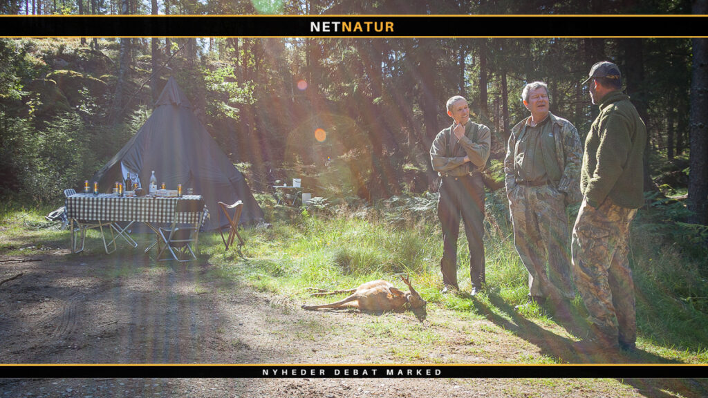 Bukkejagt på svensk