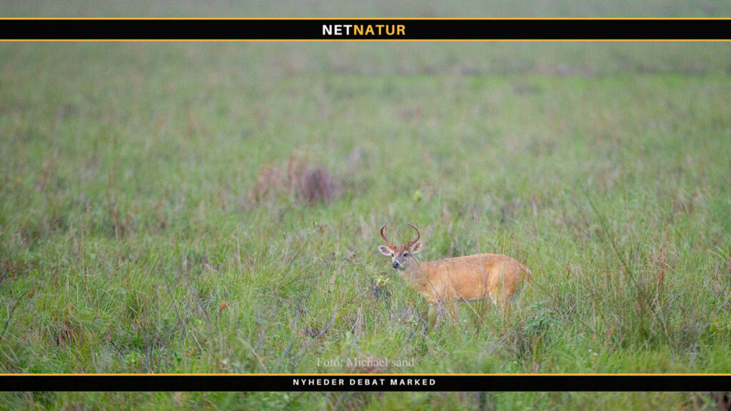 Sydamerikansk whitetail