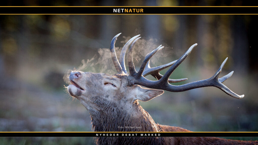 KRONVILDT: DER NEDLÆGGES LANGT FLERE HINDER END HJORTE