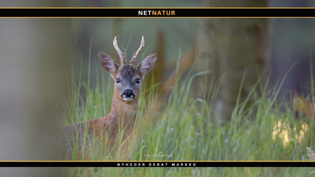 Bukkejagt og udbytte fordeling på aldersgrupper