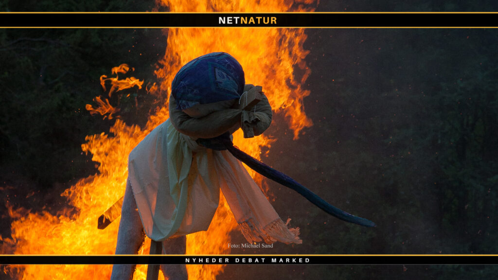 Lav et nyt sankthans-bål og red dyr og fugle