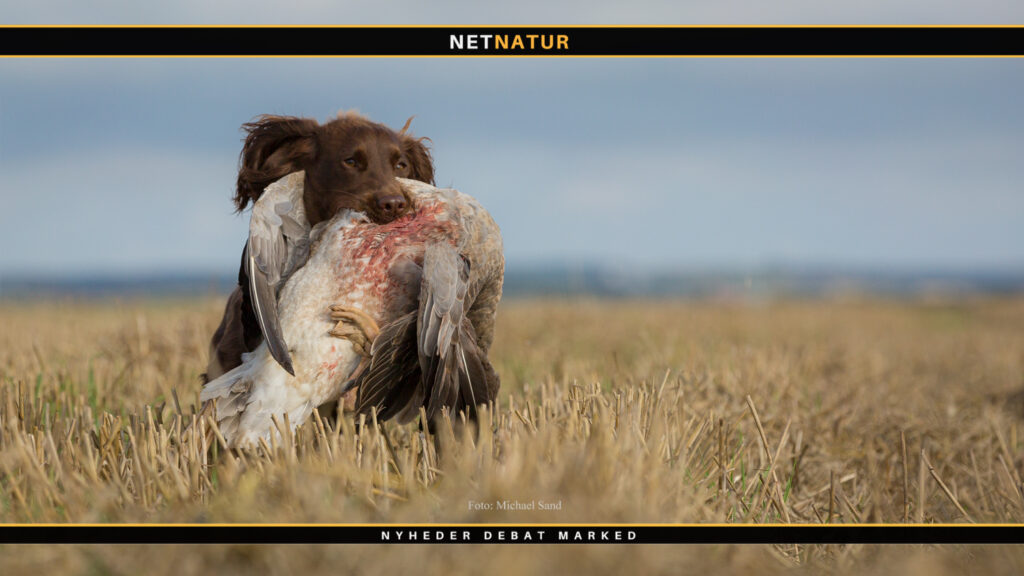 Augustjagt på grågæs: Hvor mange nedlægges? Gåsejagt i august