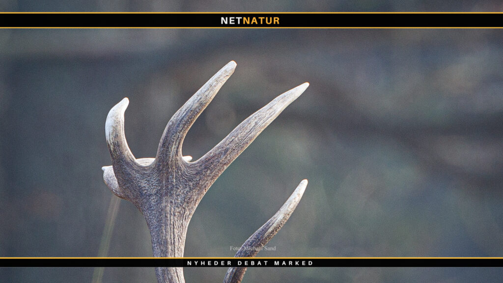 Jesper Lindgaard og arealkrav