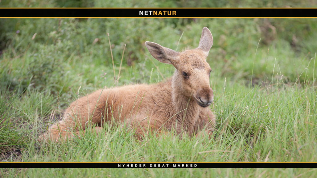 Popmusiker hylder en af Nordens vigtigste vildtarter