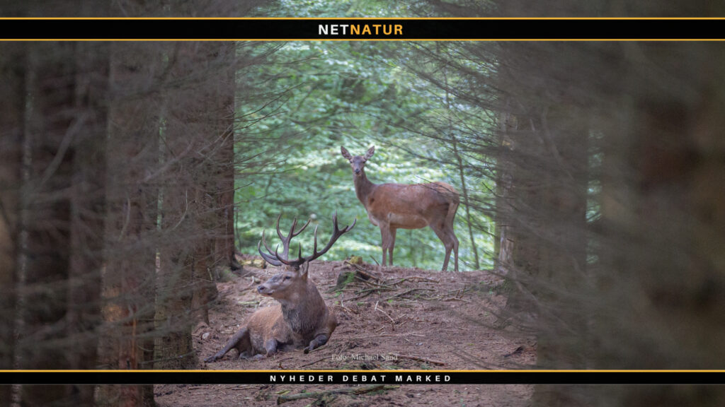 Miljøminister vil indføre arealkrav