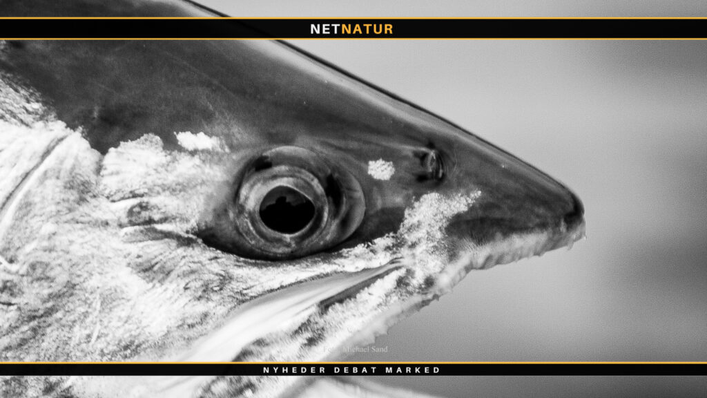 Fiskesygdommen IHN fundet i flere jyske dambrug