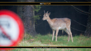 Vildtulykker og afværgeforanstaltninger