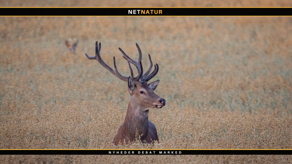 kronvildt vs råvildt