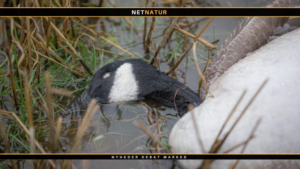 Canadagås som den faldt