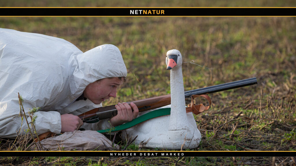 Strudsestrategi og gåsejagt