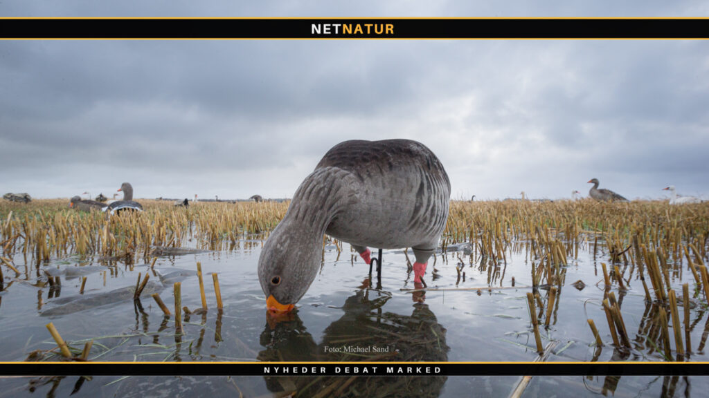 Når næbbet fryser til