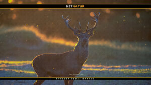 Formandsvalg i DJ: Valgkamp skudt i gang