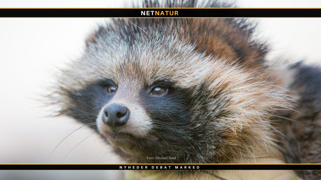 Regler for regulering af mårhund