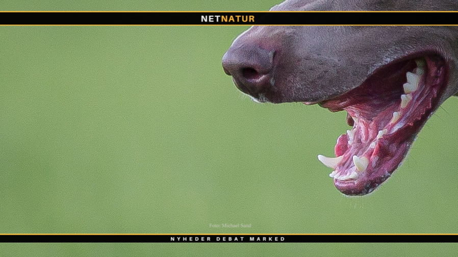 Rabies - eller hundegalskab